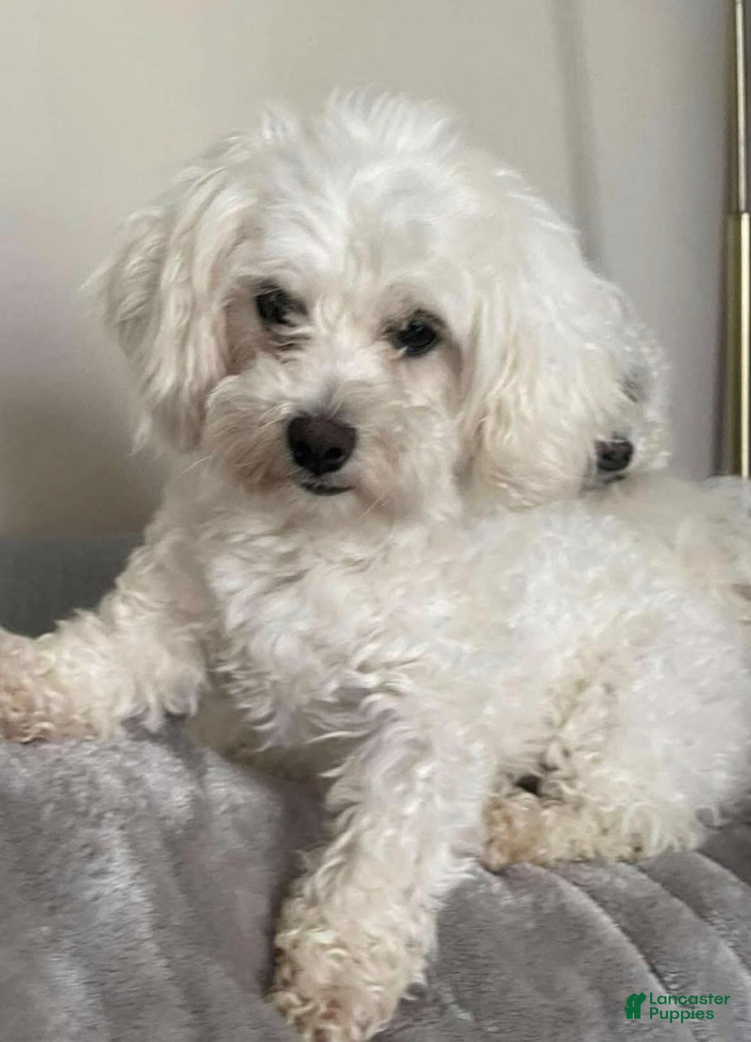 Mixed Breed dogs for sale: Luca - Ad 4