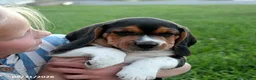 Beagle dogs for sale: Snoopy - Ad 3
