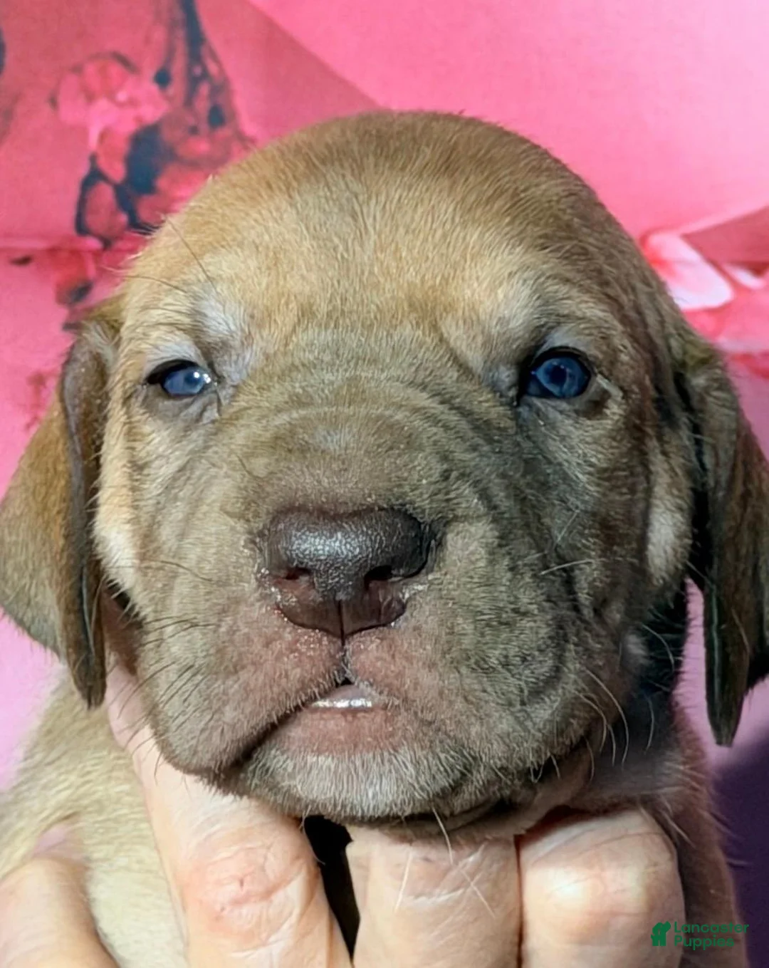 Great Dane dogs for sale: Ginny - Chocolate Fawn - Ad 1