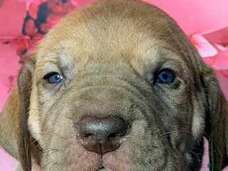 Great Dane dogs Ginny - Chocolate Fawn - Ad 7