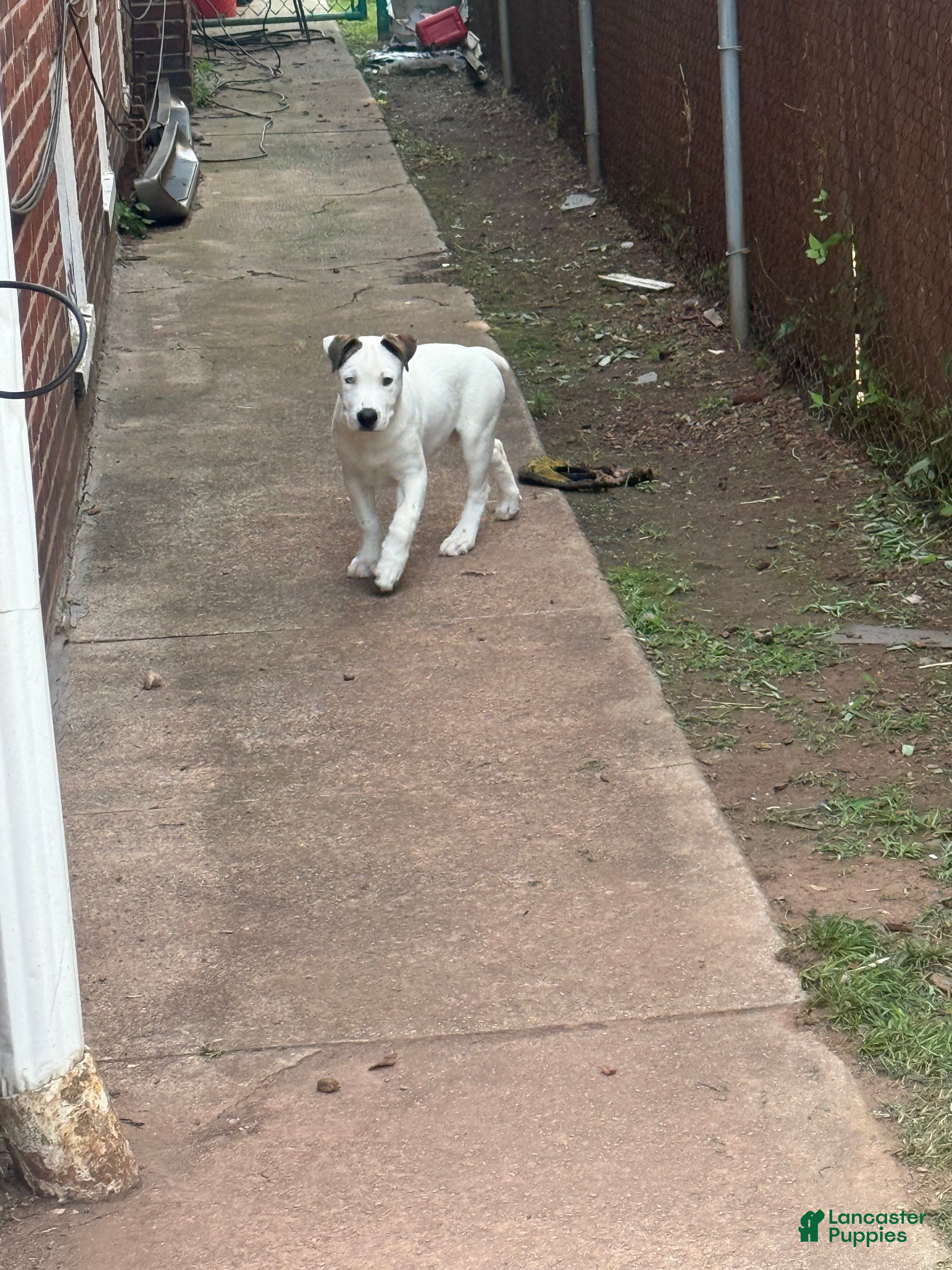 Mixed Breed dogs for sale: Pitbull husky mix  - Ad 1