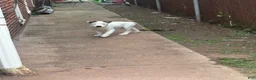 Mixed Breed dogs for sale: Pitbull husky mix  - Ad 1