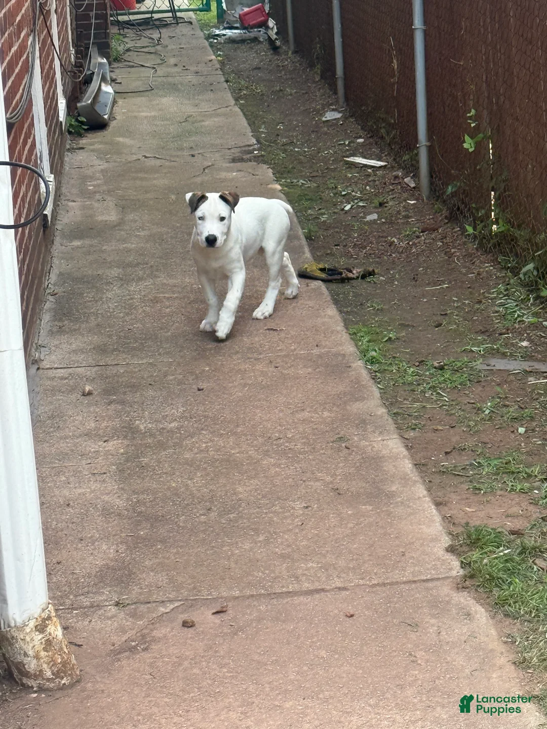 Mixed Breed dogs for sale: Pitbull husky mix  - Ad 1