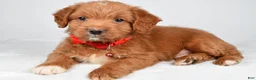 Mixed Breed dogs for sale: Tatum - Ad 7