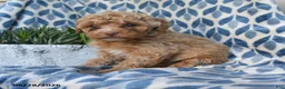 Labradoodle dogs for sale: Ayana - Ad 3