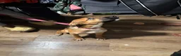 Gerberian Shepsky dogs for sale: Simba  - Ad 1