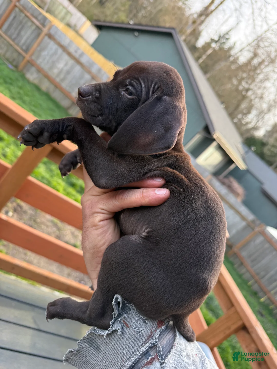 German Shorthaired Pointer dogs for sale: German Shorthaired Pointer Puppy 6 - Ad 1