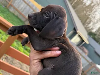 German Shorthaired Pointer dogs German Shorthaired Pointer Puppy 6 - Ad 24