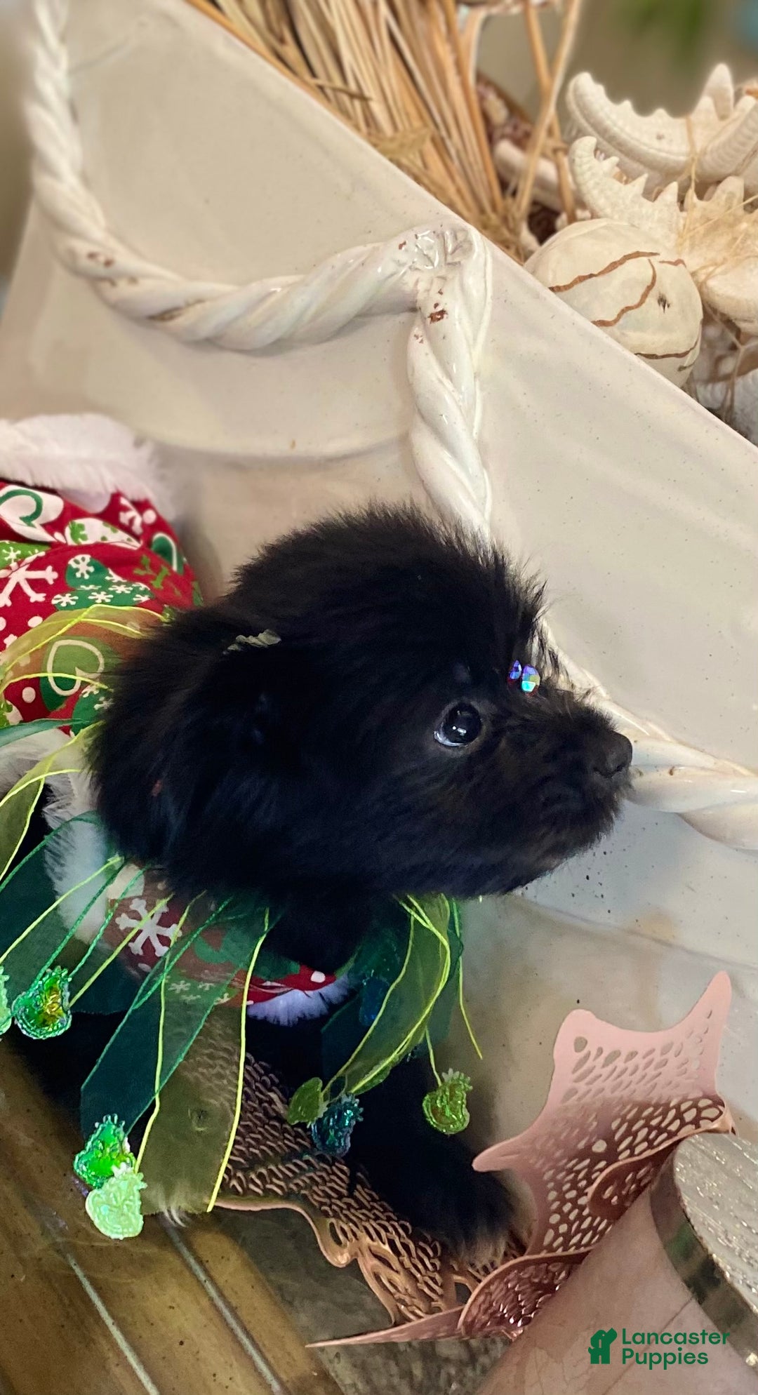 Shorkie dogs for sale: Shorkie Puppy 3 - Ad 17