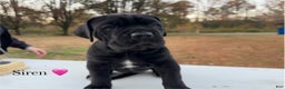 Cane Corso dogs for sale: Siren - Ad 5