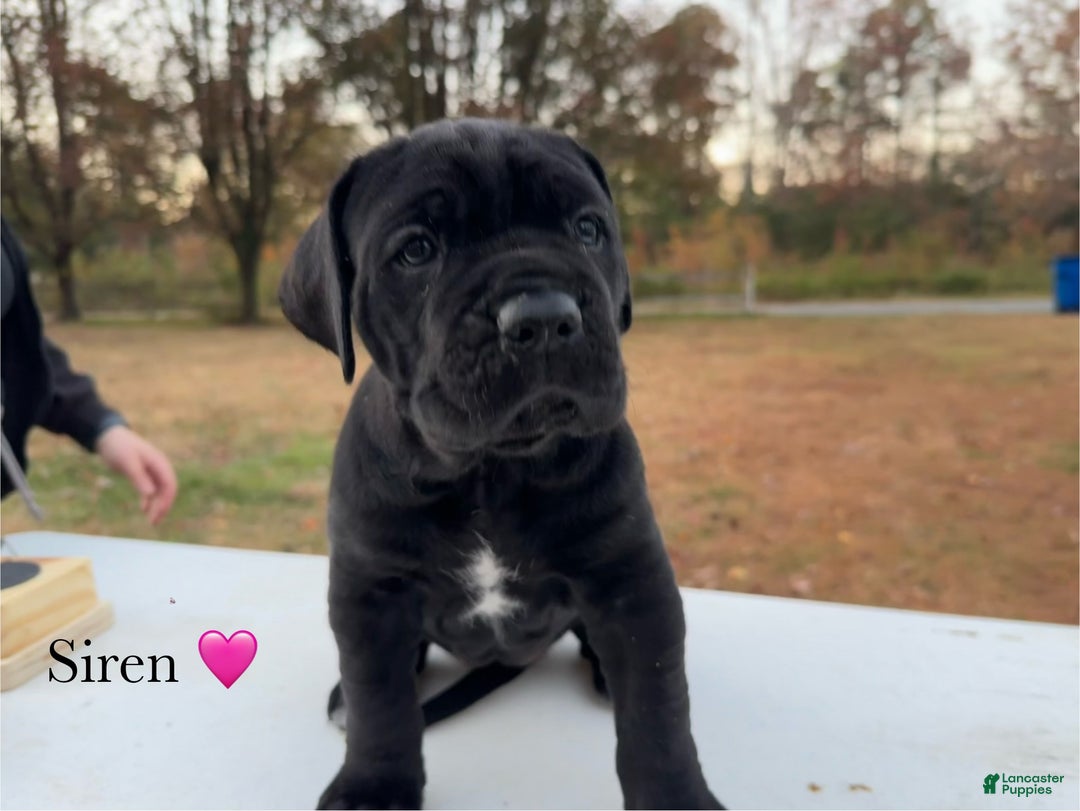 Cane Corso dogs for sale: Siren - Ad 5