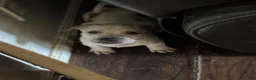 American Pit Bull Terrier dogs for sale: American Pit Bull Terrier  - Ad 9