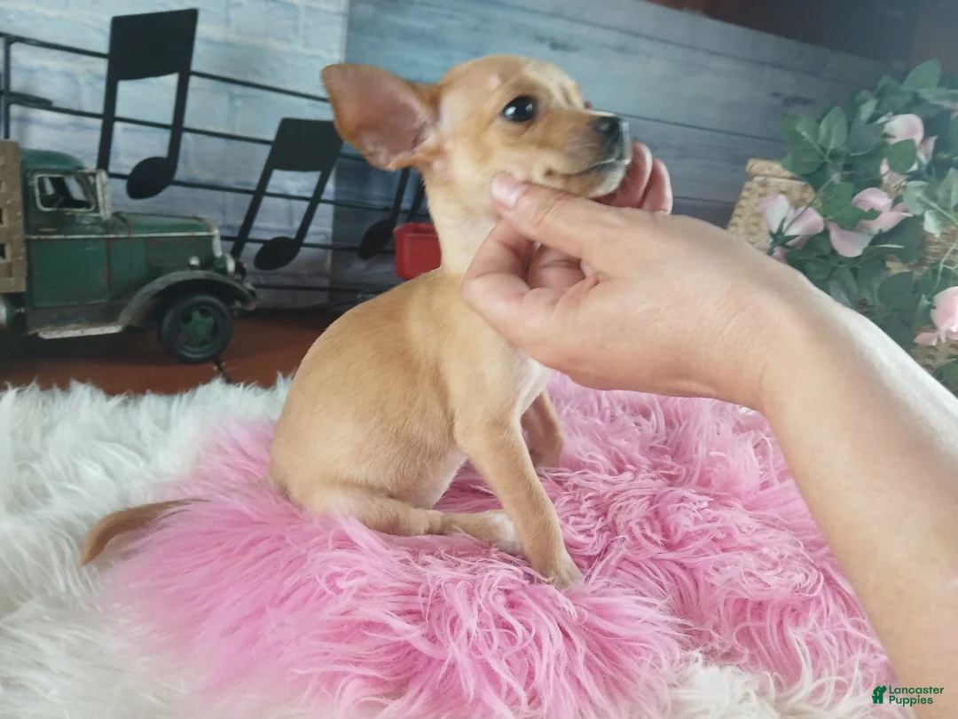 Chihuahua dogs for sale: Light fawn girl chi. Hand delivery  - Ad 1
