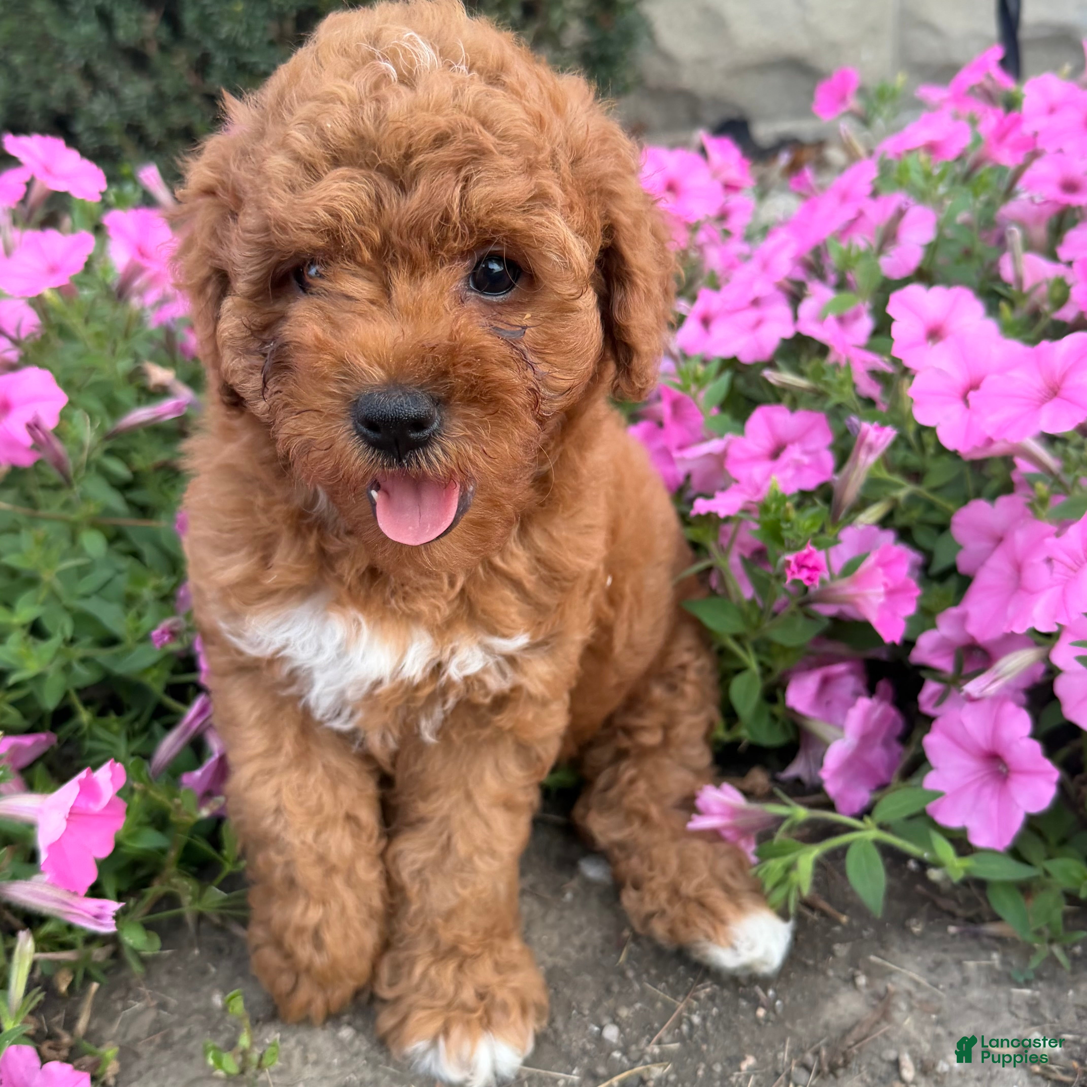 Mini Goldendoodle dogs Lollipop Mini Goldendoodle  - Ad 1
