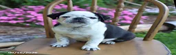 Pug dogs for sale: Sprinkle - Ad 1