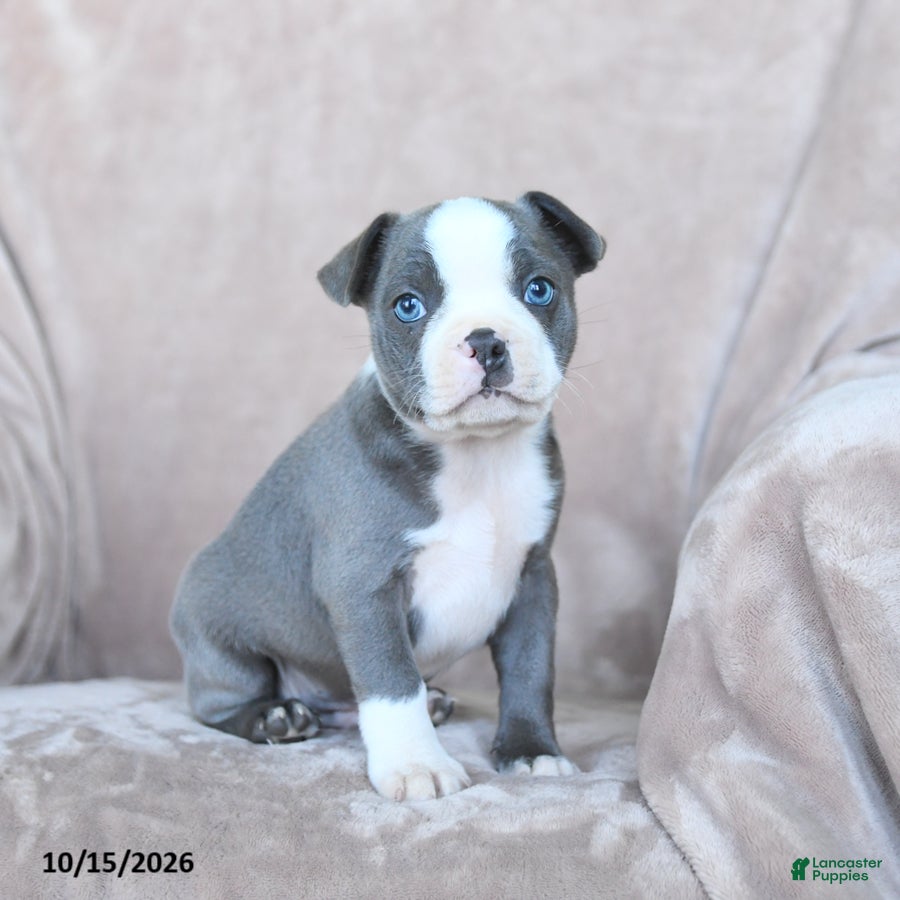 Boston Terrier dogs for sale: Elmo - Ad 1