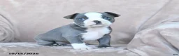 Boston Terrier dogs for sale: Elmo - Ad 1