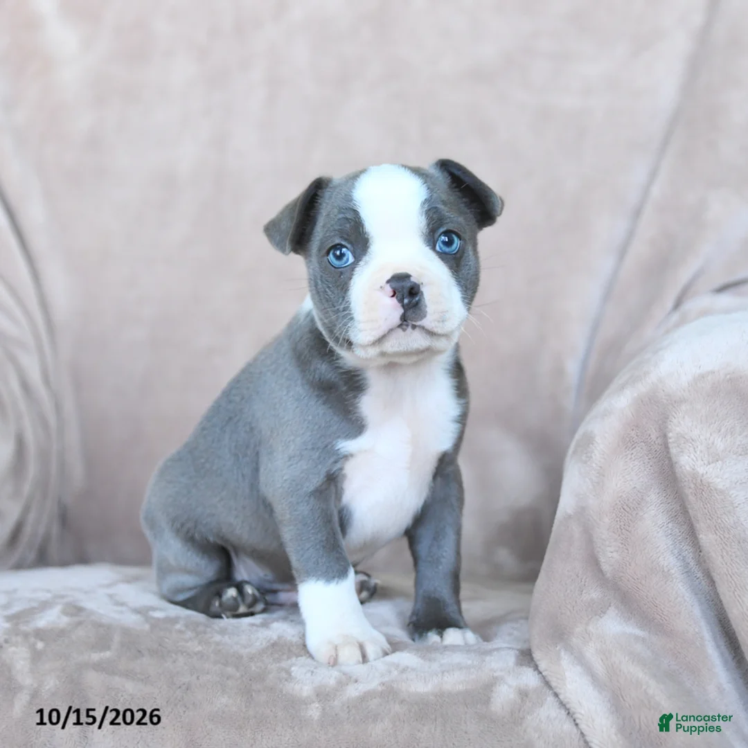 Boston Terrier dogs for sale: Elmo - Ad 1