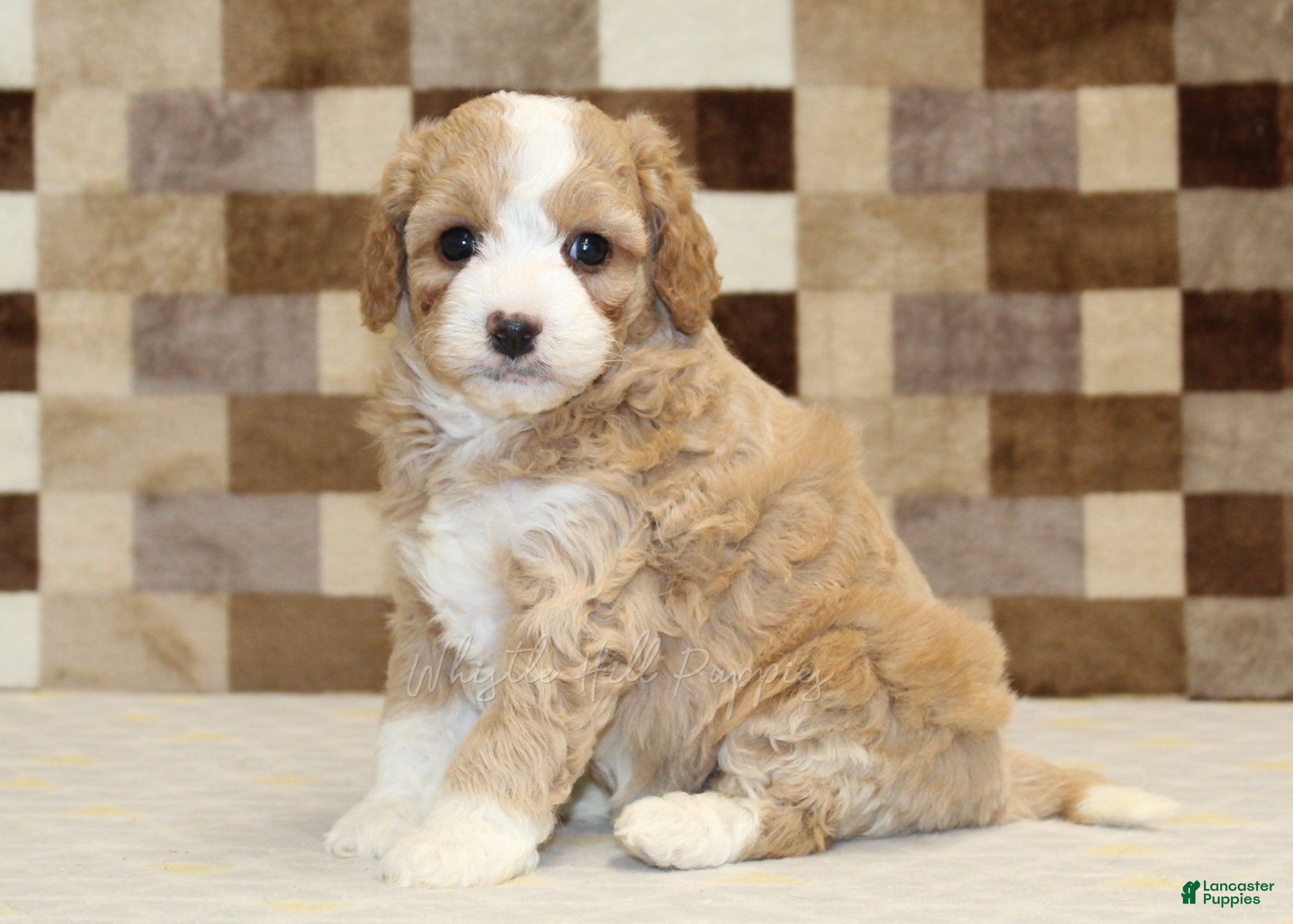 Mixed Breed dogs Mixed Breed 4 - Ad 1