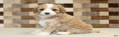 Mixed Breed 4