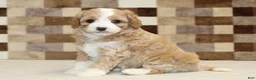 Mixed Breed dogs for sale: Mixed Breed 4 - Ad 1