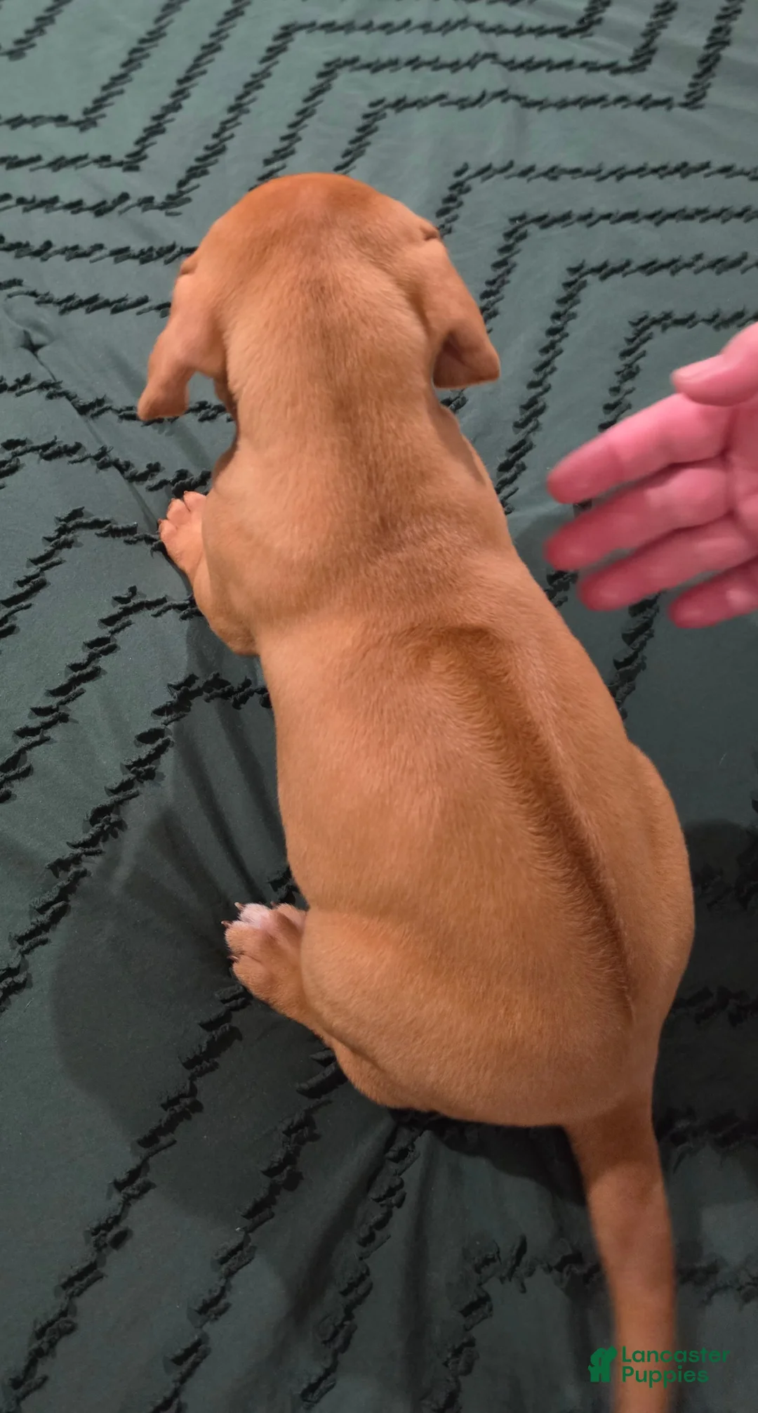 Rhodesian Ridgeback dogs for sale: Blue - Ad 2