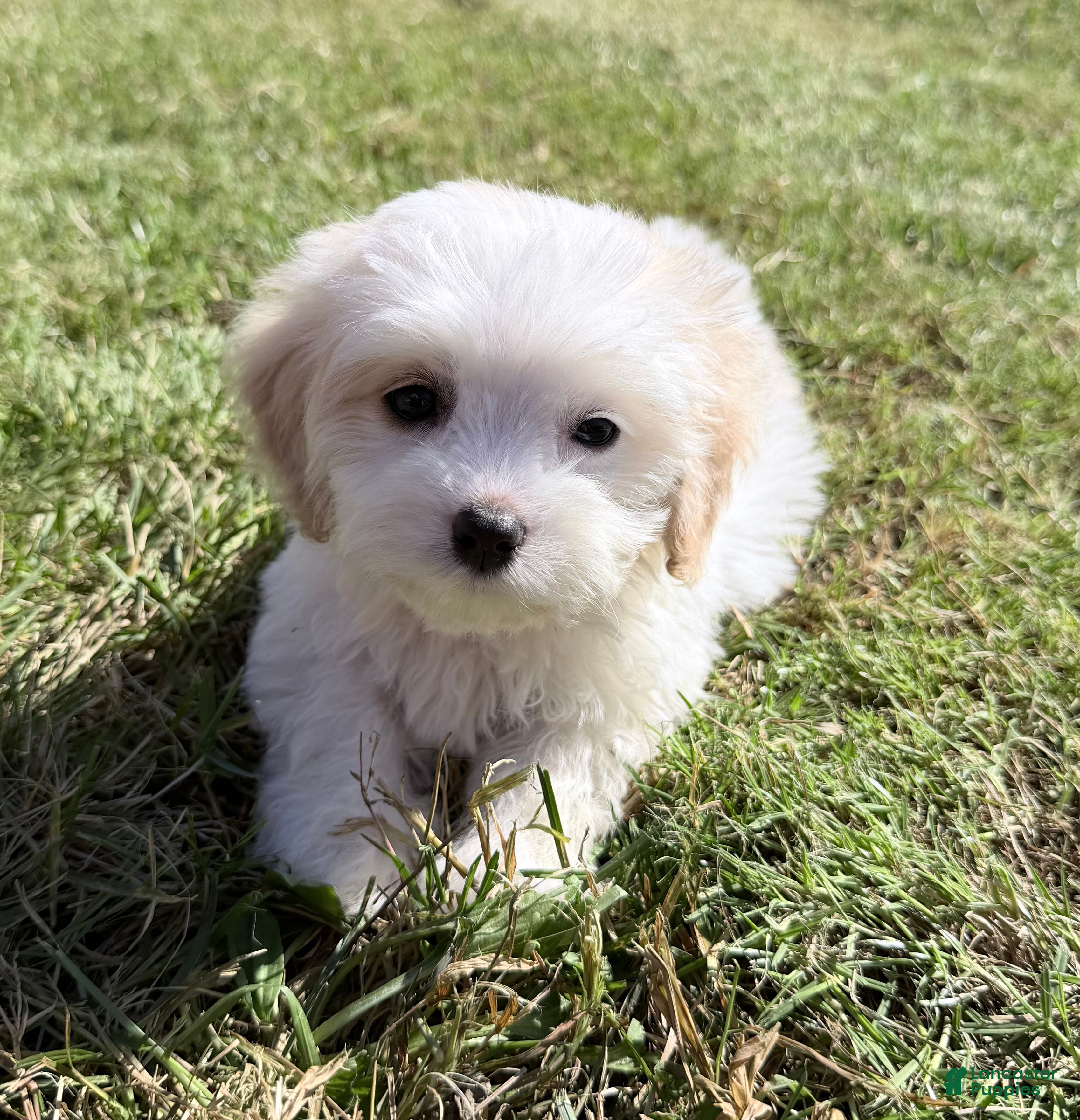 Cavachon dogs for sale: Hank - Ad 32