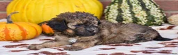 Havapoo dogs for sale: Diego - Ad 4