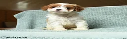 Cavapoo dogs for sale: Bandit - Ad 3