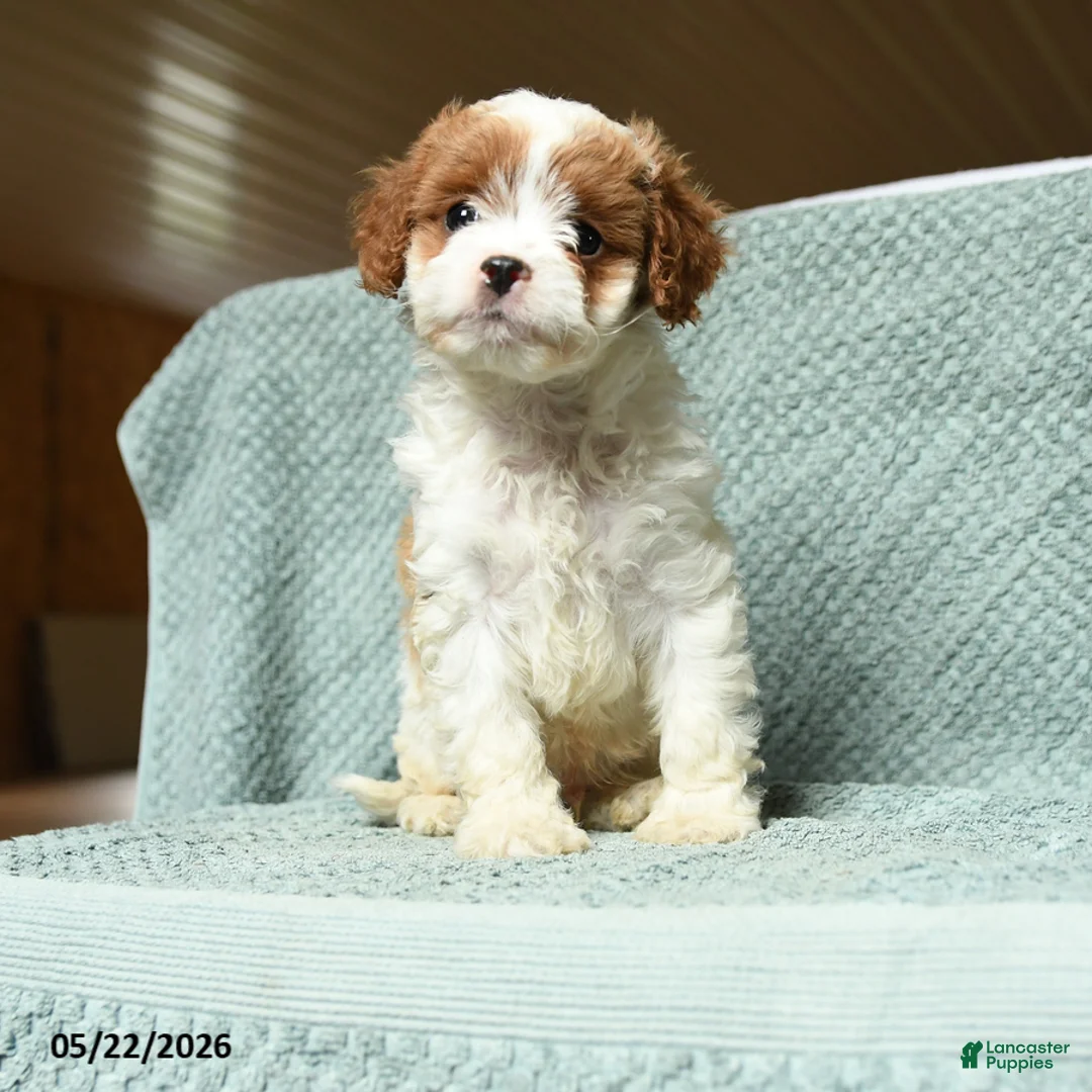 Cavapoo dogs for sale: Bandit - Ad 3