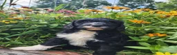 Mini Sheepadoodle dogs for sale: Rover - Ad 10