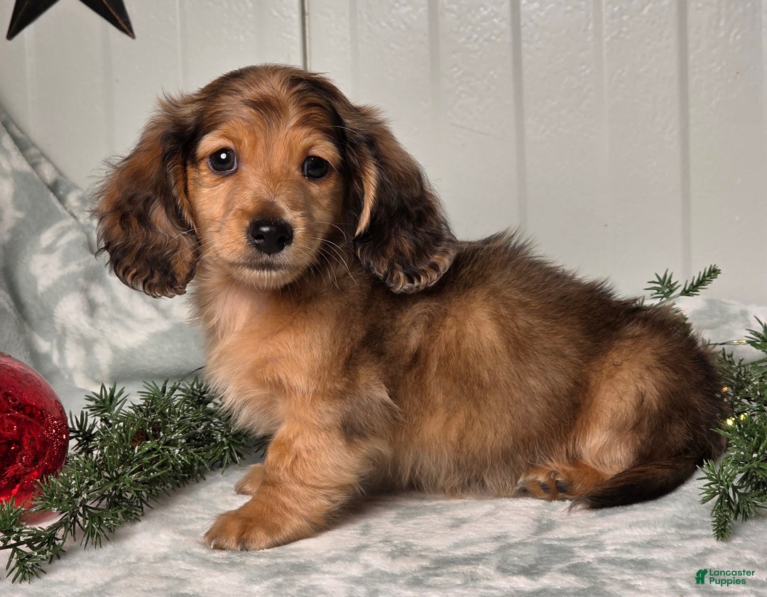 Miniature Dachshund dogs for sale: Shane - Ad 4
