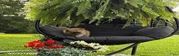 Pomeranian dogs for sale: Justin - Ad 5