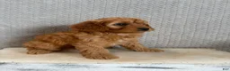 Cavapoo dogs for sale: Mason - Ad 6