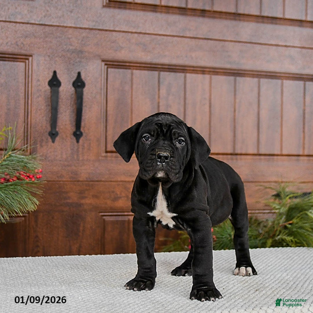 Cane Corso dogs for sale: Toffee - Ad 2