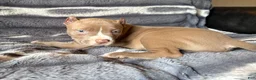 American Bully dogs for sale: Scrabble  - Ad 5