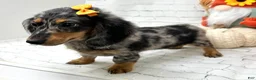Miniature Dachshund dogs for sale: Hailey - Ad 3