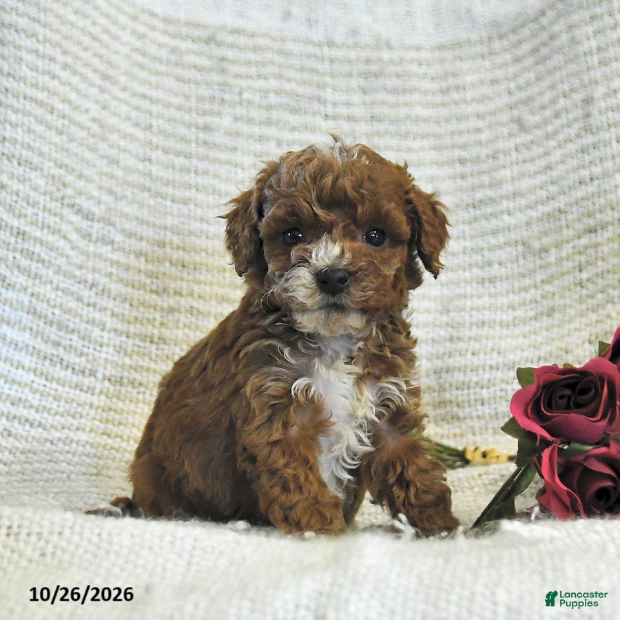 Cockapoo dogs for sale: Candy - Ad 2
