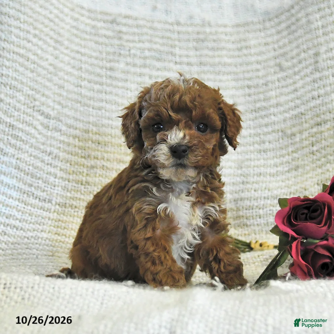 Cockapoo dogs for sale: Candy - Ad 2