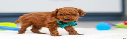 Toy Poodle dogs for sale: Turner - Ad 6