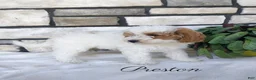 Shihpoo dogs for sale: Kenna - Ad 10