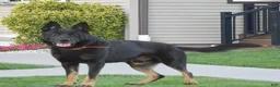 German Shepherd dogs for sale: Guinness - Ad 5