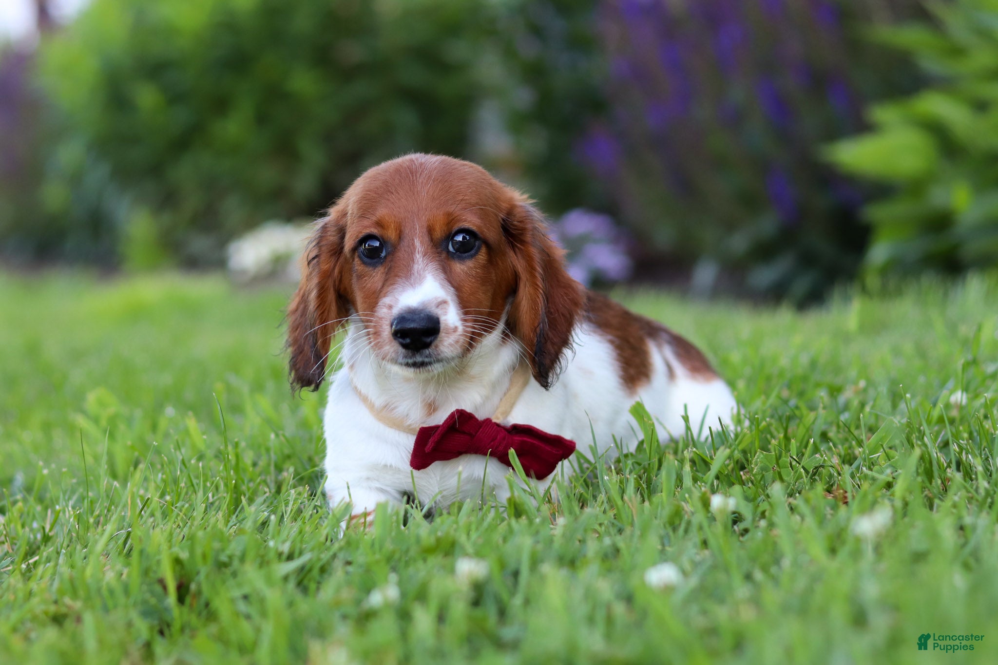 Miniature Dachshund dogs Benji - Ad 2