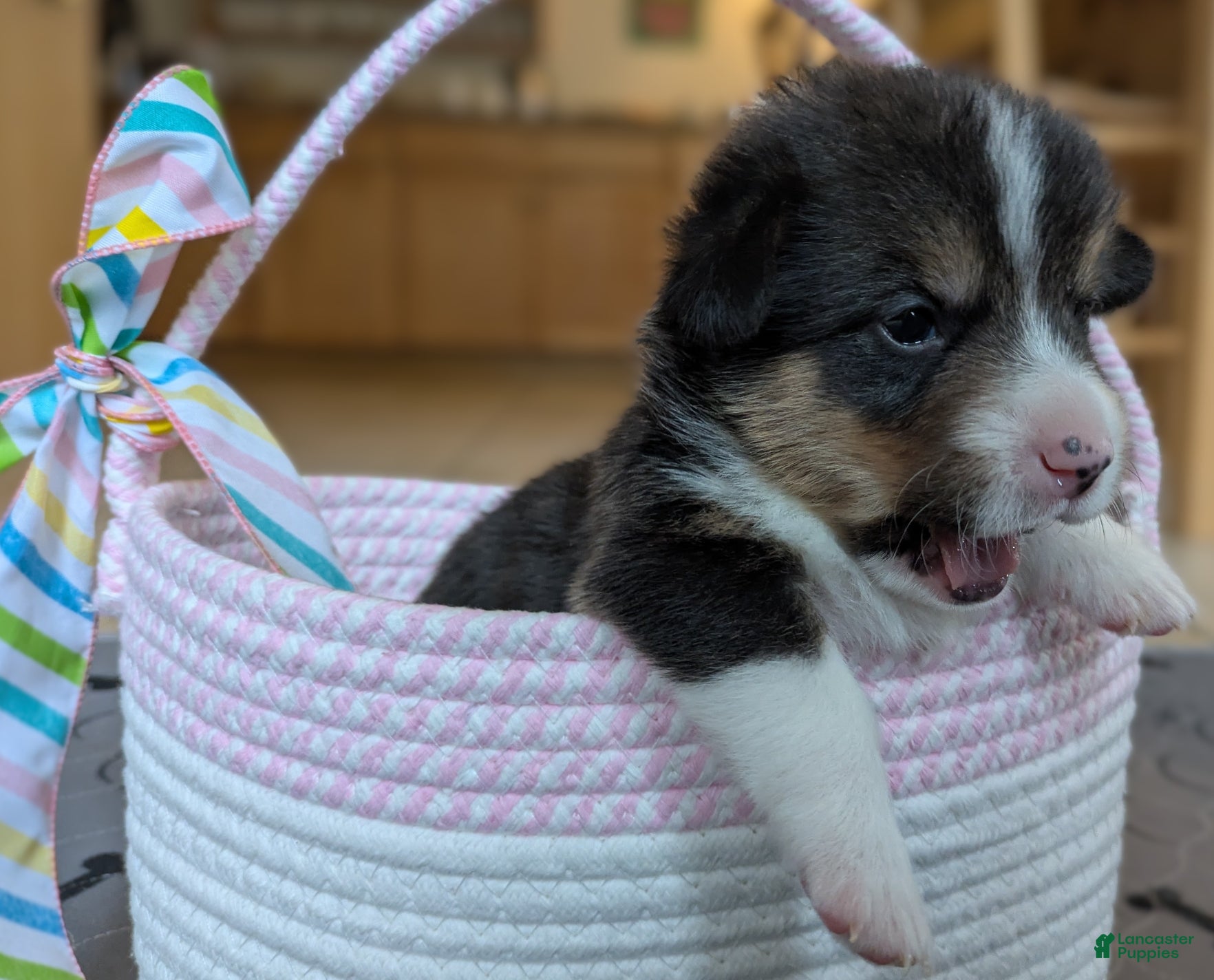 Welsh Corgi Pembroke dogs Jaxx - Ad 1