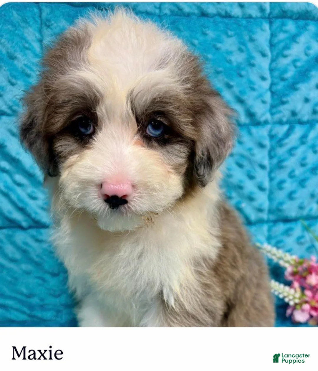 Mini Aussiedoodle dogs for sale: Maxi - Ad 1