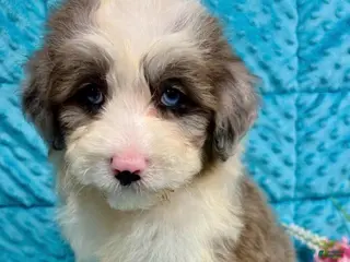 Mini Aussiedoodle dogs Maxi - Ad 40