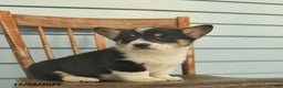 Welsh Corgi Pembroke dogs for sale: Sierra  - Ad 5