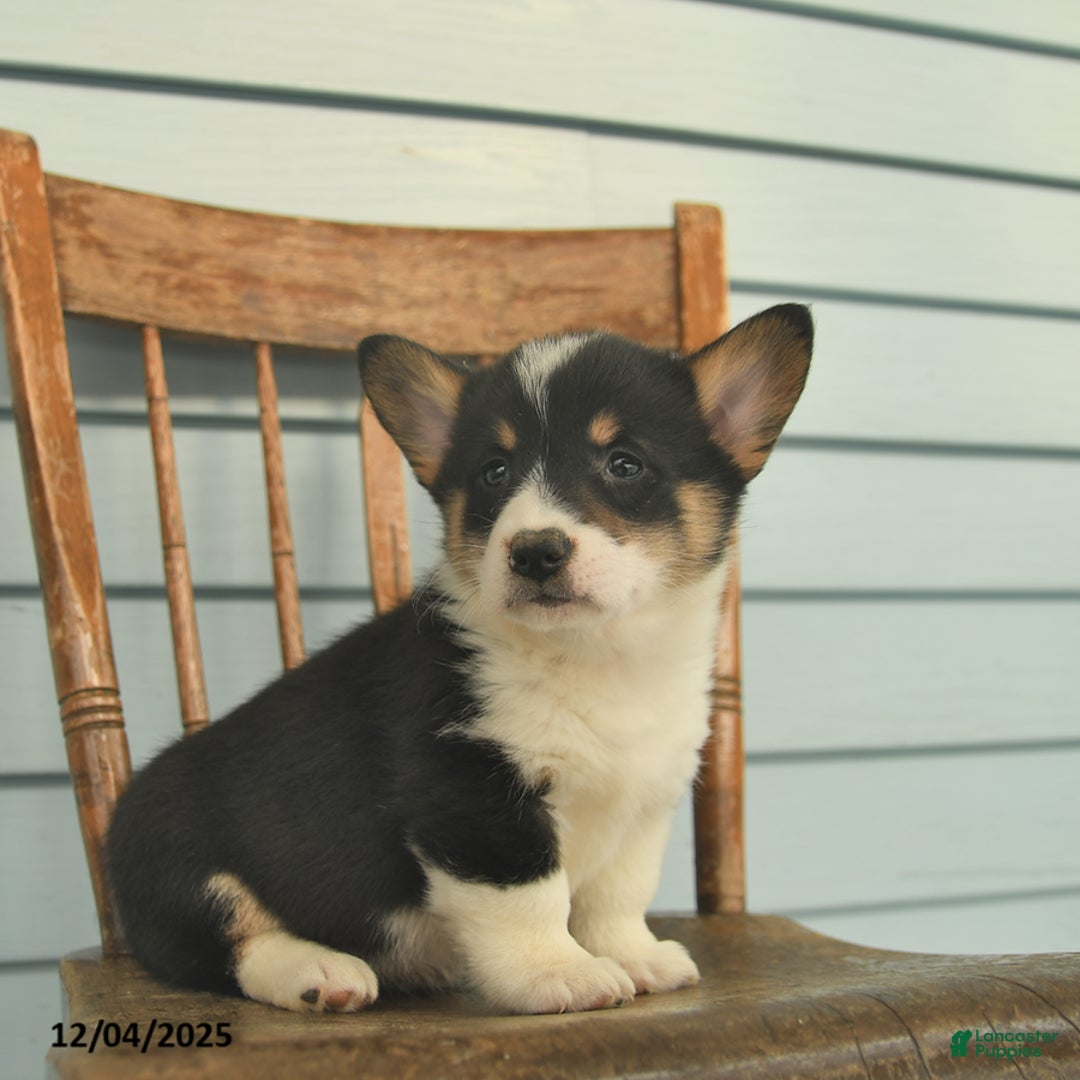 Welsh Corgi Pembroke dogs for sale: Sierra  - Ad 5