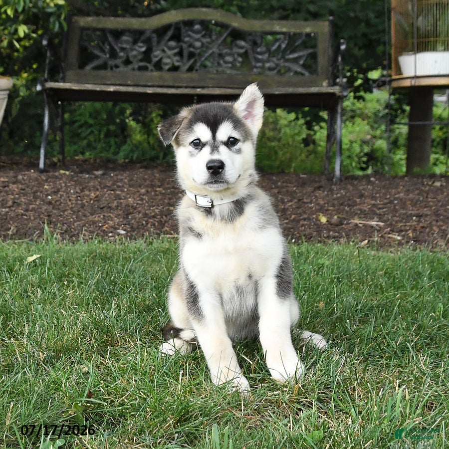 Alaskan Malamute dogs Skila - Ad 1