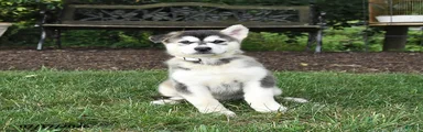 Skila